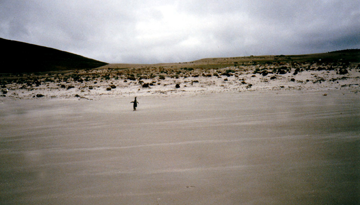 MINJO trip to Saunders island